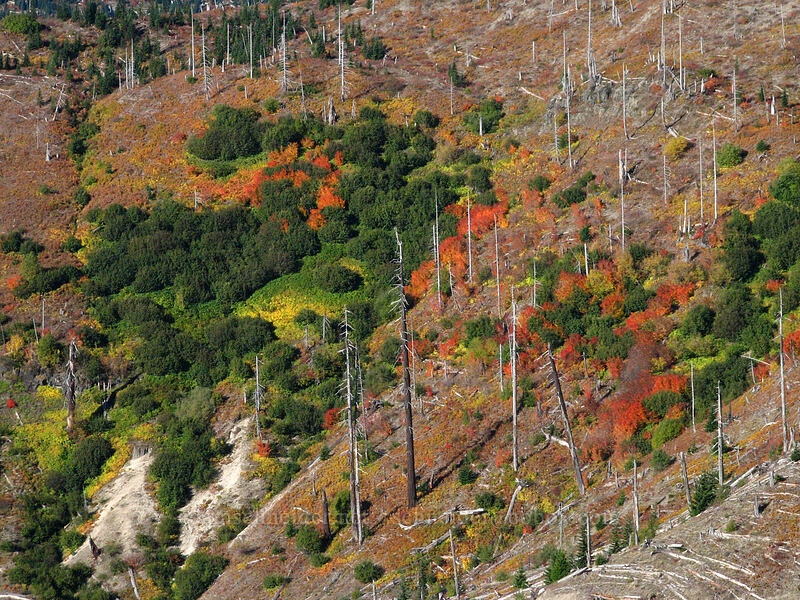 autumn in the blast zone [Forest Road 99, Gifford Pinchot Nat'l Forest, Skamania County, Washington]