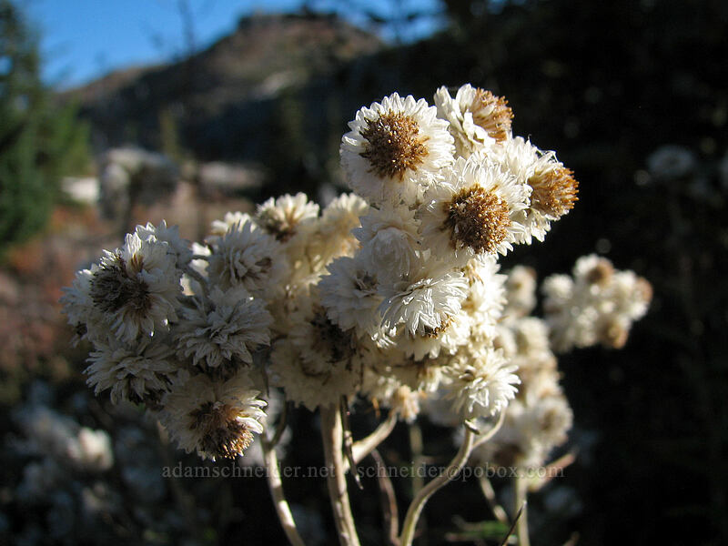 pearly everlasting (Anaphalis margaritacea) [Boundary Trail, Gifford Pinchot Nat'l Forest, Skamania County, Washington]