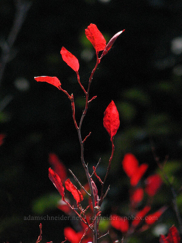 huckleberry leaves (Vaccinium sp.) [Boundary Trail, Gifford Pinchot Nat'l Forest, Skamania County, Washington]