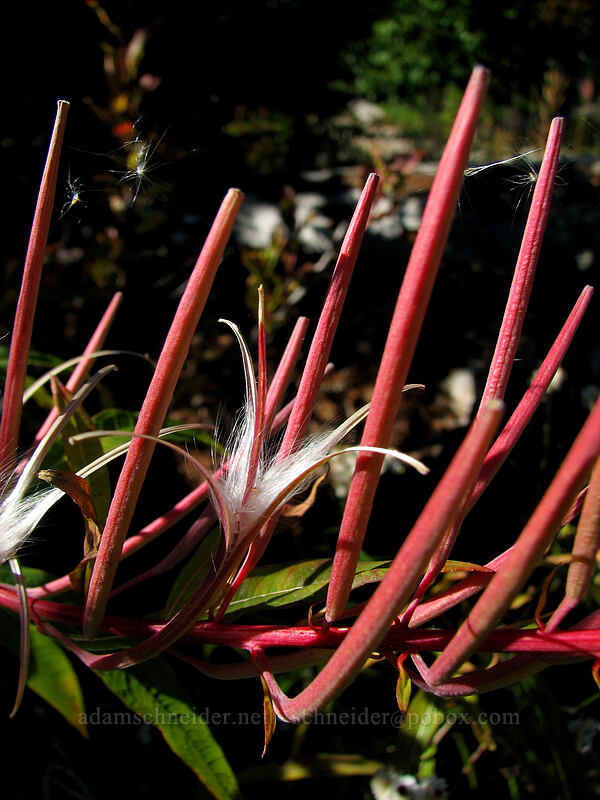 fireweed seedpods (Chamerion angustifolium (Chamaenerion angustifolium) (Epilobium angustifolium)) [Boundary Trail, Gifford Pinchot Nat'l Forest, Skamania County, Washington]