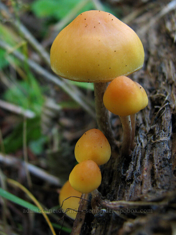 mushrooms [Boundary Trail, Gifford Pinchot Nat'l Forest, Skamania County, Washington]