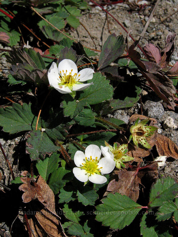 wild strawberries (Fragaria sp.) [Boundary Trail, Mt. St. Helens National Volcanic Monument, Skamania County, Washington]