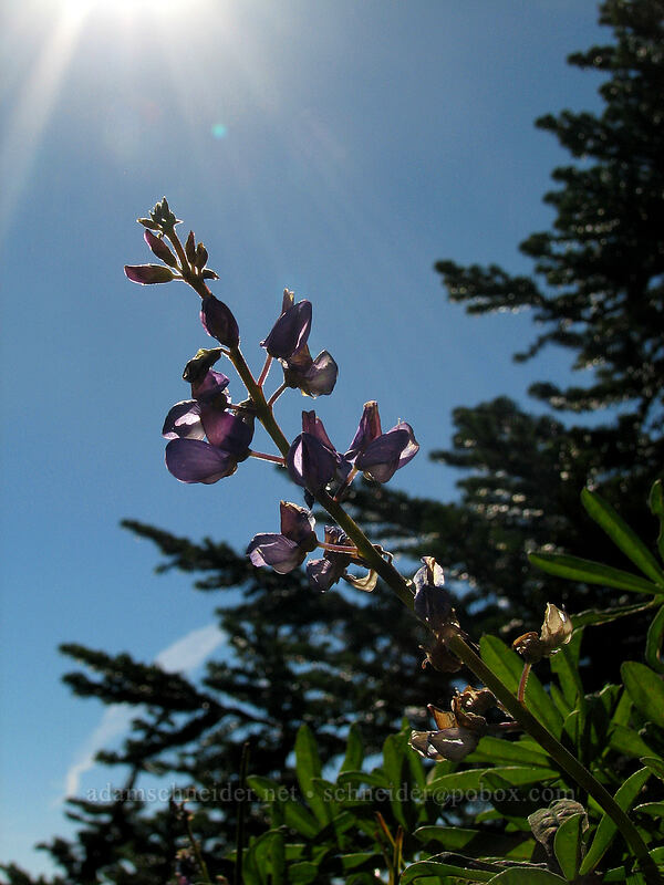 lupine (Lupinus latifolius) [Boundary Trail, Mt. St. Helens National Volcanic Monument, Skamania County, Washington]