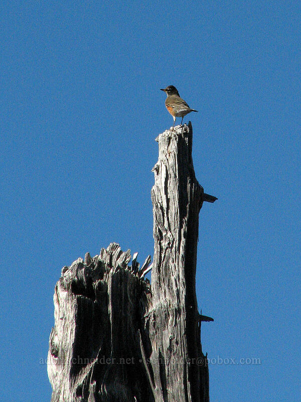 robin on a dead tree (Turdus migratorius) [Boundary Trail, Mt. St. Helens National Volcanic Monument, Skamania County, Washington]