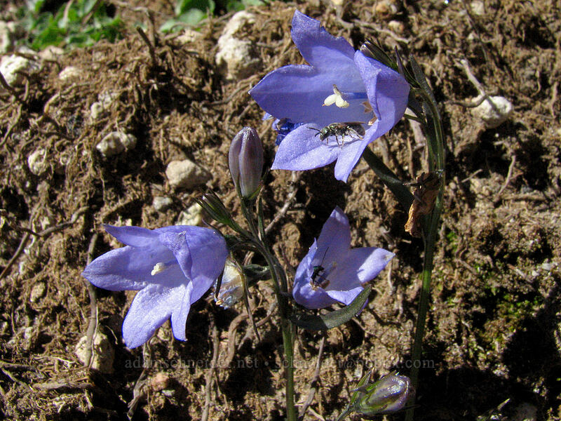 harebells (Campanula petiolata (Campanula rotundifolia)) [Boundary Trail, Mt. St. Helens National Volcanic Monument, Skamania County, Washington]