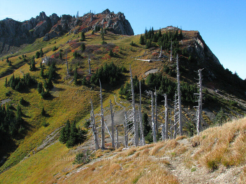 Mt. Margaret & a stand of dead trees in a saddle [Boundary Trail, Mt. St. Helens National Volcanic Monument, Skamania County, Washington]