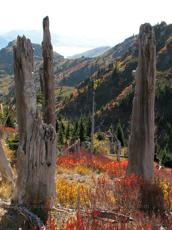 dead snags & fall colors [Boundary Trail, Mt. St. Helens National Volcanic Monument, Skamania County, Washington]