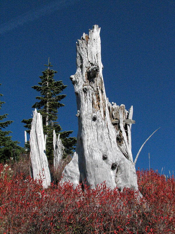 dead snags & fall colors [Boundary Trail, Mt. St. Helens National Volcanic Monument, Skamania County, Washington]