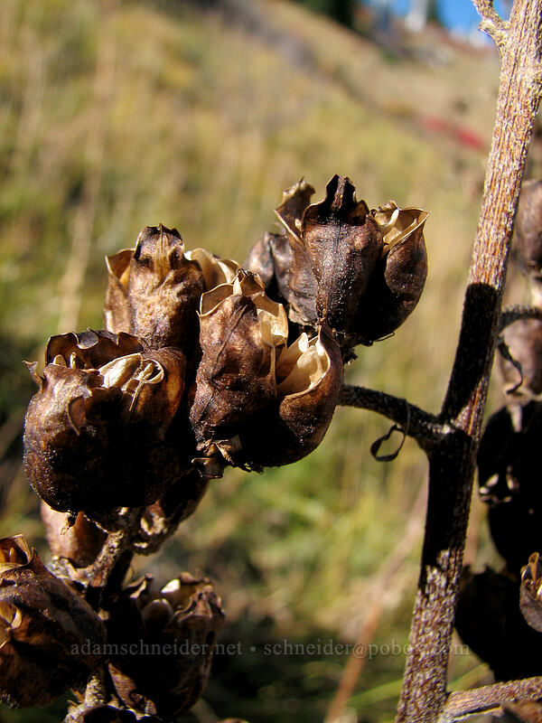 corn lily seed pods (Veratrum viride var. eschscholtzianum (Veratrum eschscholtzii)) [Boundary Trail, Mt. St. Helens National Volcanic Monument, Skamania County, Washington]