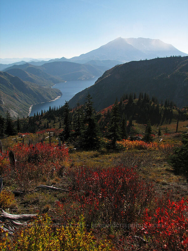 backlit Mount St. Helens & fall colors [Boundary Trail, Mt. St. Helens National Volcanic Monument, Skamania County, Washington]