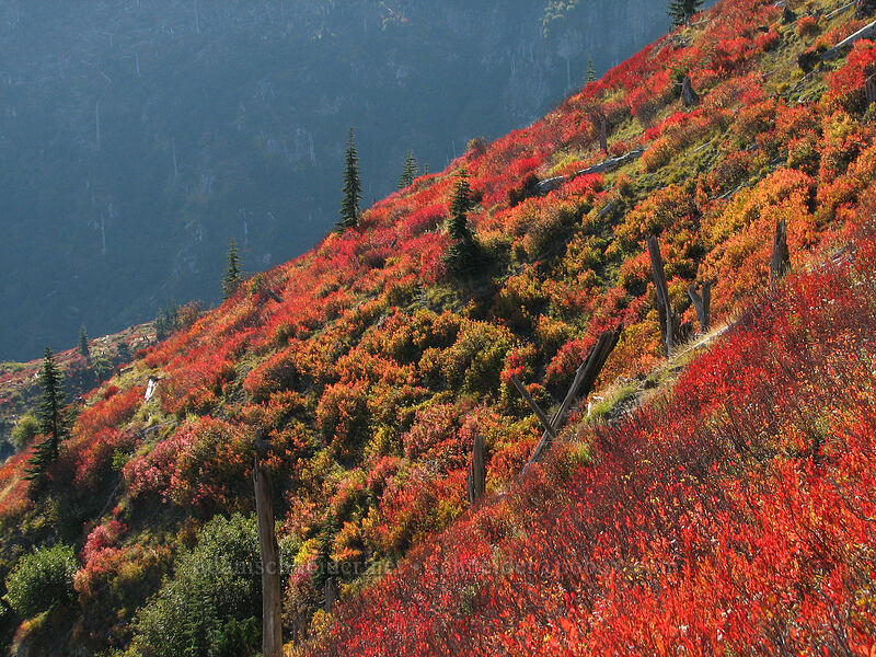 fall colors [Boundary Trail, Mt. St. Helens National Volcanic Monument, Skamania County, Washington]