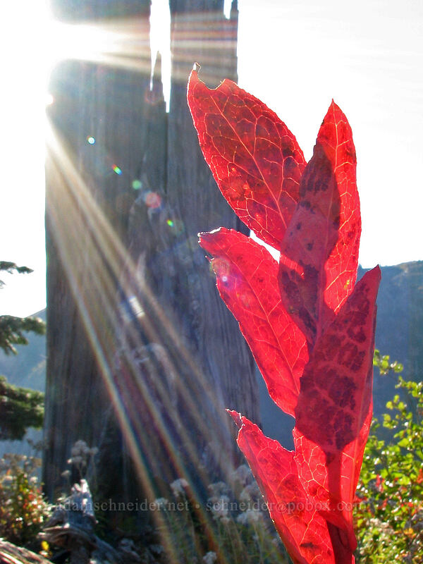 huckleberry leaves (Vaccinium sp.) [Norway Pass, Boundary Trail, Mt. St. Helens National Volcanic Monument, Skamania County, Washington]
