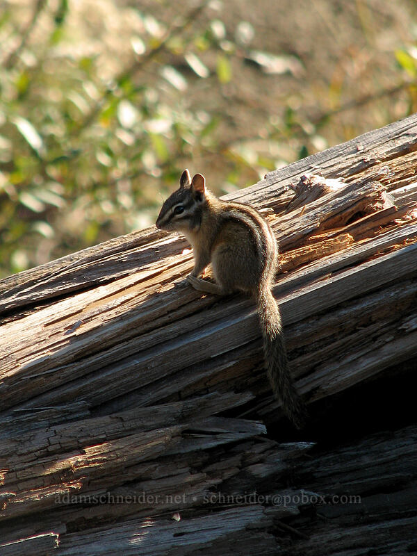 Townsend's chipmunk (Neotamias townsendii (Tamias townsendii)) [Norway Pass, Boundary Trail, Mt. St. Helens National Volcanic Monument, Skamania County, Washington]