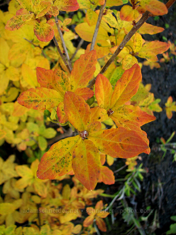 huckleberry leaves (Vaccinium sp.) [Boundary Trail, Gifford Pinchot Nat'l Forest, Skamania County, Washington]