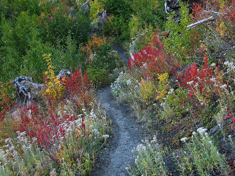 trail through huckleberries & pearly everlasting [Boundary Trail, Gifford Pinchot Nat'l Forest, Skamania County, Washington]