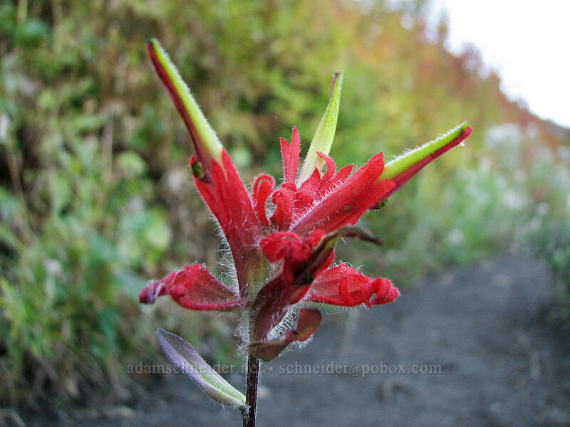 late-season paintbrush (Castilleja miniata) [Boundary Trail, Gifford Pinchot Nat'l Forest, Skamania County, Washington]