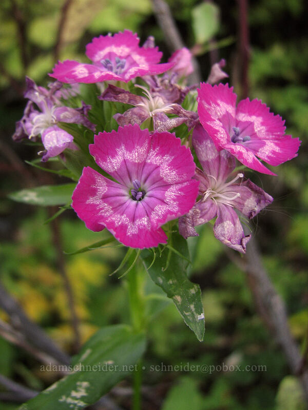 Sweet William (Dianthus barbatus) [Boundary Trail, Gifford Pinchot Nat'l Forest, Skamania County, Washington]