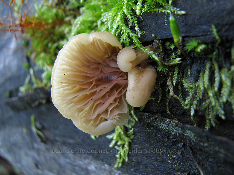 mushrooms [Boundary Trail, Gifford Pinchot Nat'l Forest, Skamania County, Washington]