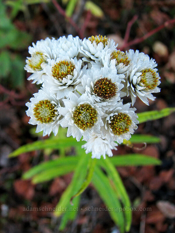 pearly everlasting (Anaphalis margaritacea) [Boundary Trail, Gifford Pinchot Nat'l Forest, Skamania County, Washington]