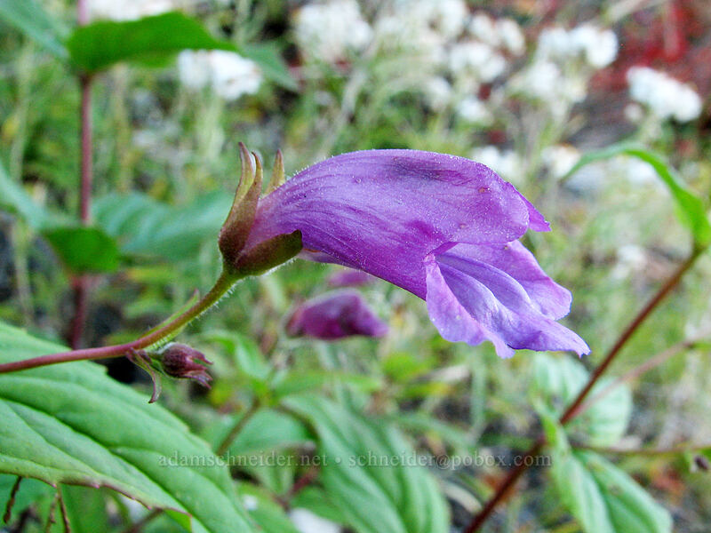 woodland beardtongue (turtle-head) (Nothochelone nemorosa) [Boundary Trail, Gifford Pinchot Nat'l Forest, Skamania County, Washington]