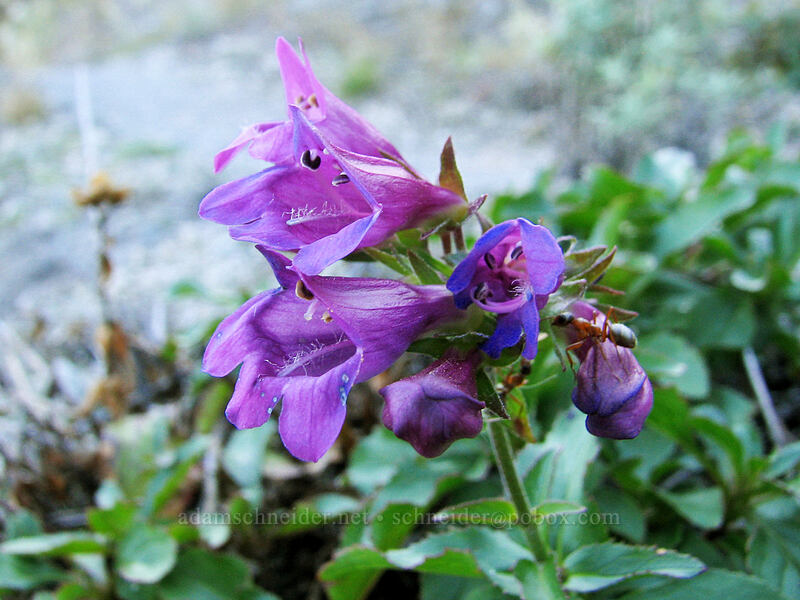 Cascade penstemon (Penstemon serrulatus) [Boundary Trail, Gifford Pinchot Nat'l Forest, Skamania County, Washington]