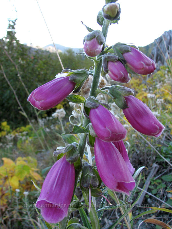 foxglove (Digitalis purpurea) [Boundary Trail, Gifford Pinchot Nat'l Forest, Skamania County, Washington]