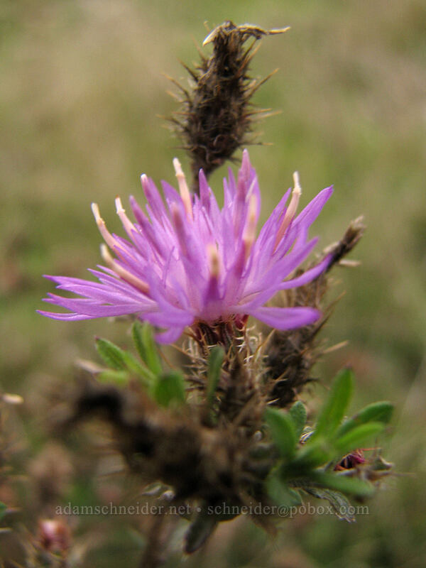 knapweed (Centaurea sp.) [top of Coyote Wall, Klickitat County, Washington]