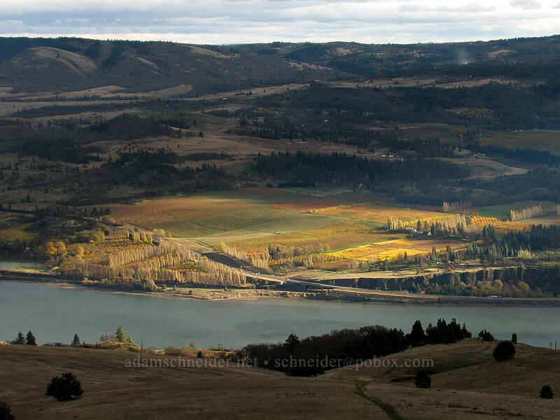 sunlight on vineyards [top of Coyote Wall, Klickitat County, Washington]