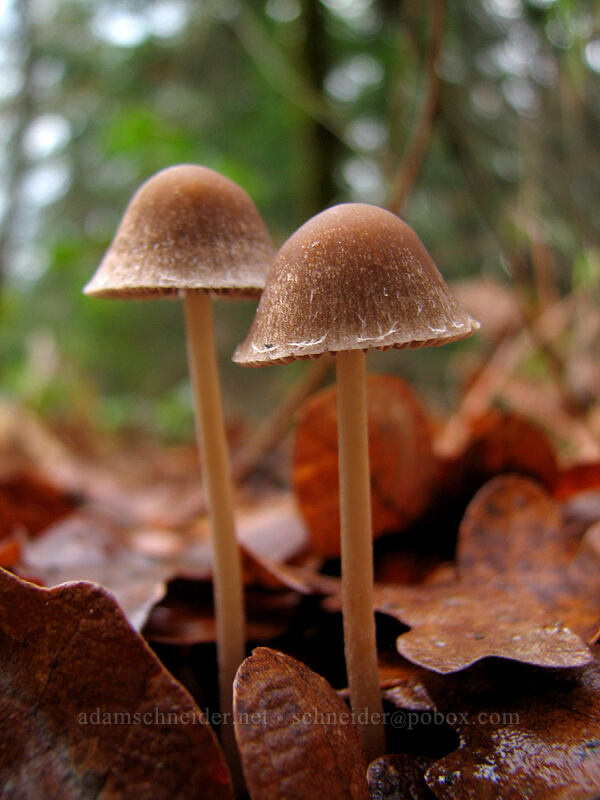 mushrooms [Coyote Canyon Trail, Klickitat County, Washington]
