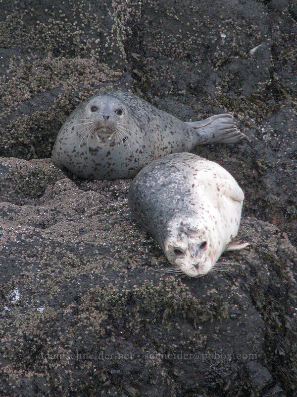harbor seals (Phoca vitulina) [Quarry Cove, Yaquina Head, Lincoln County, Oregon]