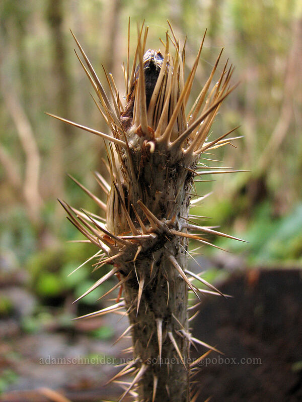 devil's club (Oplopanax horridus) [Gales Creek Trail, Tillamook State Forest, Washington County, Oregon]