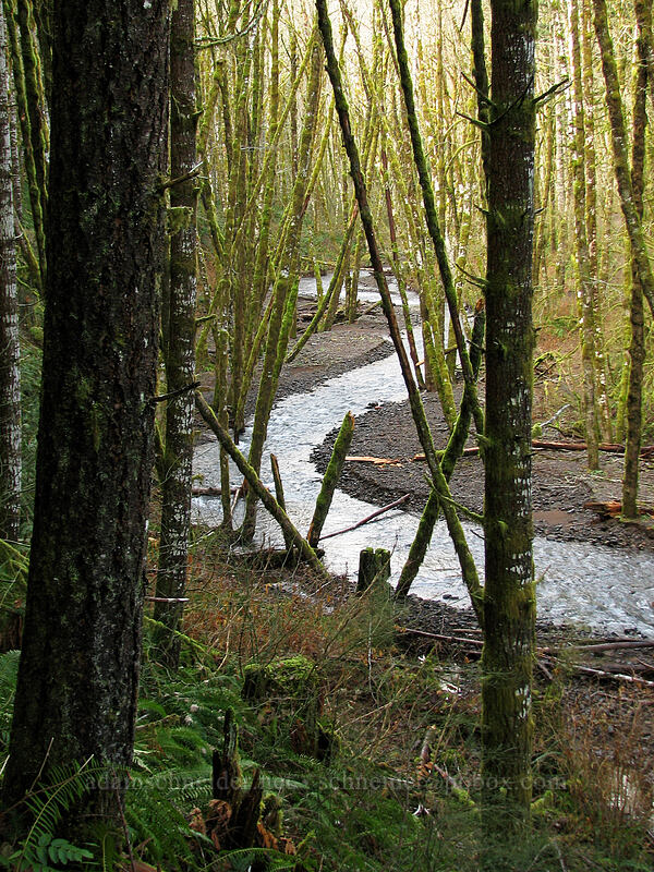 Gales Creek [Gales Creek Trail, Tillamook State Forest, Washington County, Oregon]