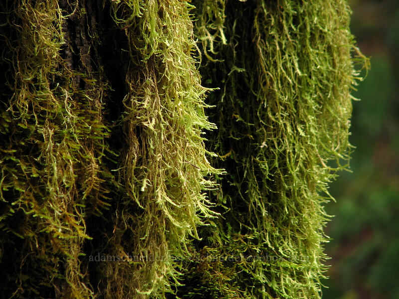moss [Storey Burn Trail, Tillamook State Forest, Washington County, Oregon]