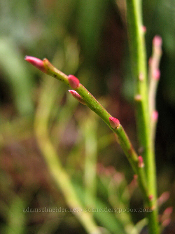 buds [Storey Burn Trail, Tillamook State Forest, Washington County, Oregon]