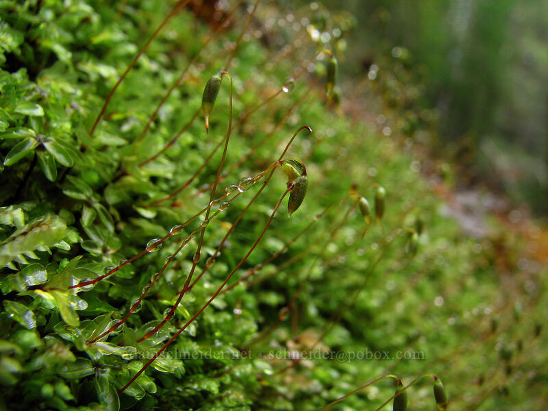 moss [Storey Burn Trail, Tillamook State Forest, Washington County, Oregon]