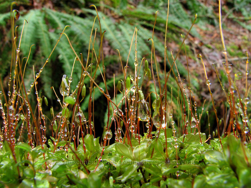 moss [Storey Burn Trail, Tillamook State Forest, Washington County, Oregon]