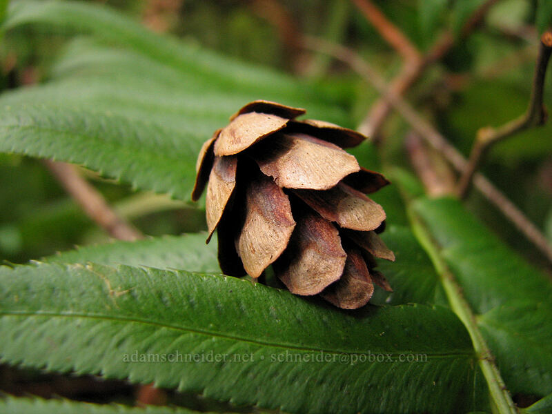 western hemlock cone on a sword fern (Tsuga heterophylla, Polystichum munitum) [Storey Burn Trail, Tillamook State Forest, Tillamook County, Oregon]