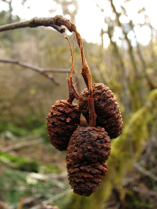 female alder flowers (Alnus sp.) [Gravelle Brothers Trail, Tillamook State Forest, Tillamook County, Oregon]