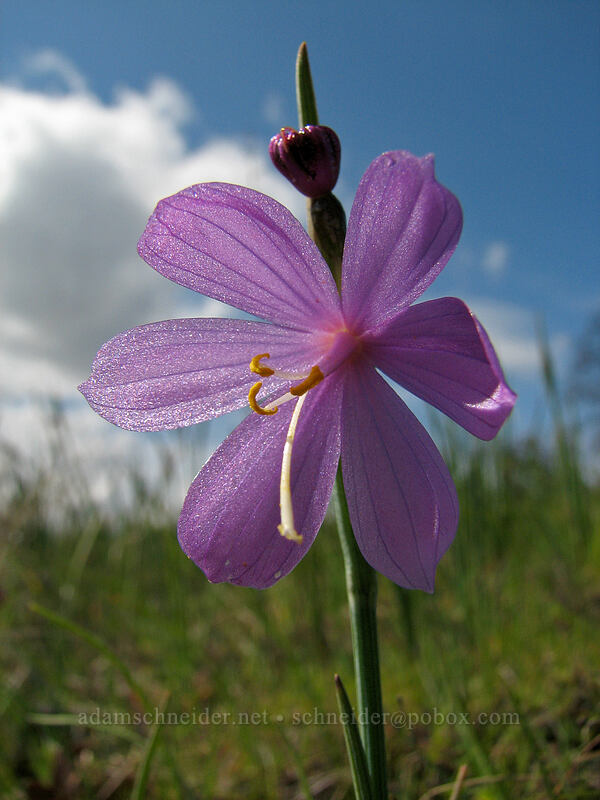 grass widow (Olsynium douglasii) [The Labyrinth, Gifford Pinchot National Forest, Klickitat County, Washington]