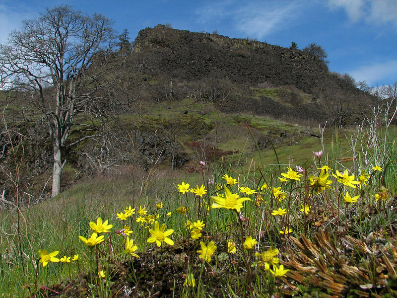 gold stars and bluffs (Crocidium multicaule) [The Labyrinth, Gifford Pinchot National Forest, Klickitat County, Washington]