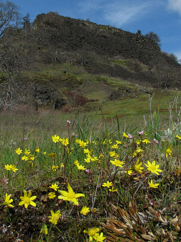gold stars and bluffs (Crocidium multicaule) [The Labyrinth, Gifford Pinchot National Forest, Klickitat County, Washington]