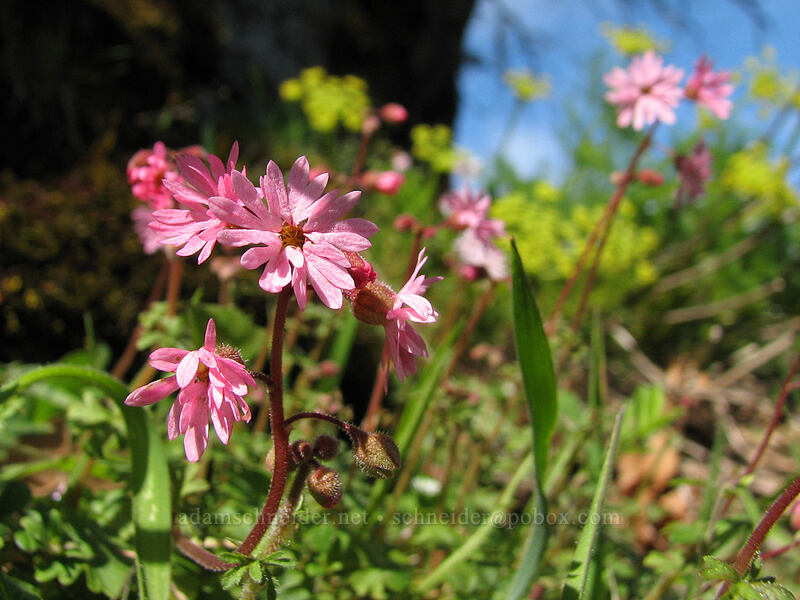 woodland stars (Lithophragma glabrum) [The Labyrinth, Gifford Pinchot National Forest, Klickitat County, Washington]