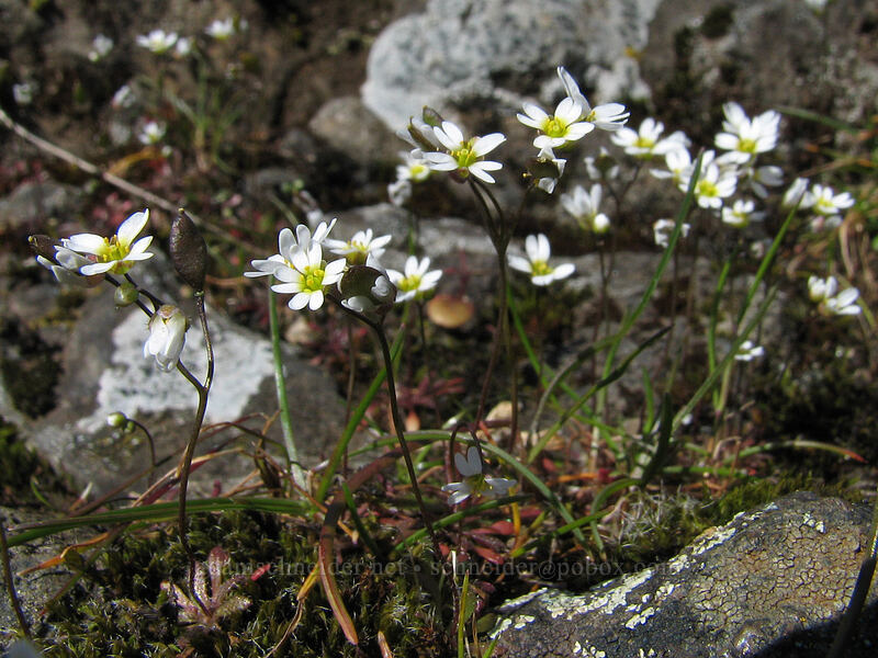 spring Whitlow-grass (Draba verna) [The Labyrinth, Gifford Pinchot National Forest, Klickitat County, Washington]