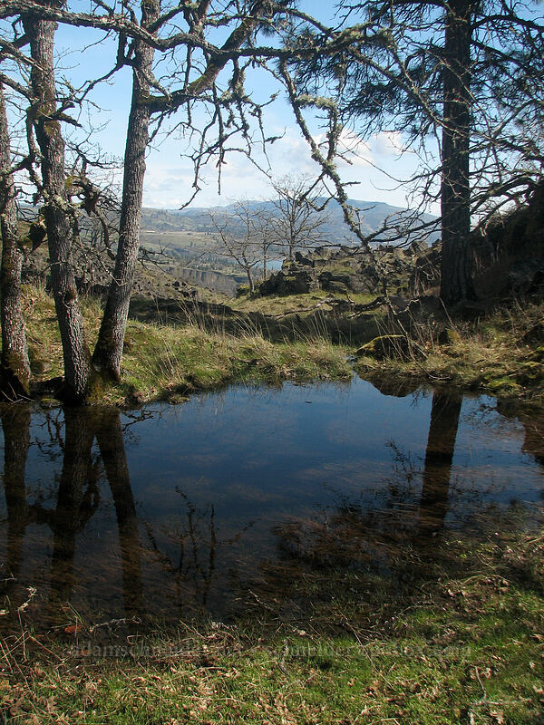 pond in the Labyrinth [The Labyrinth, Gifford Pinchot National Forest, Klickitat County, Washington]