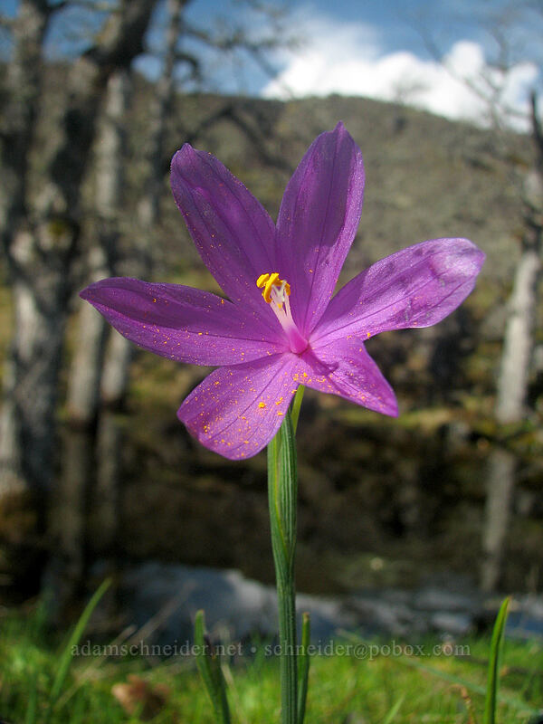 grass widow (Olsynium douglasii) [The Labyrinth, Gifford Pinchot National Forest, Klickitat County, Washington]