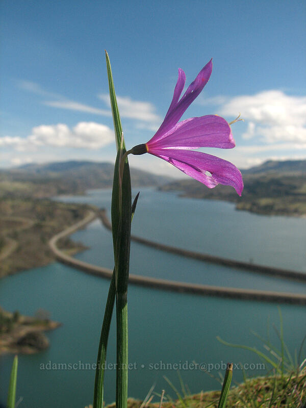 grass widow & Rowland Lake (Olsynium douglasii) [The Labyrinth, Gifford Pinchot National Forest, Klickitat County, Washington]