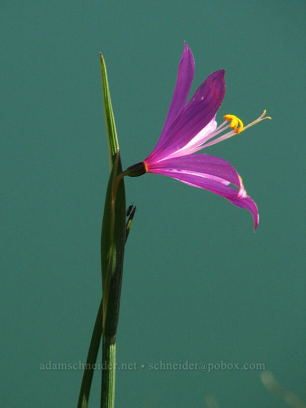 grass widow & Rowland Lake (Olsynium douglasii) [The Labyrinth, Gifford Pinchot National Forest, Klickitat County, Washington]