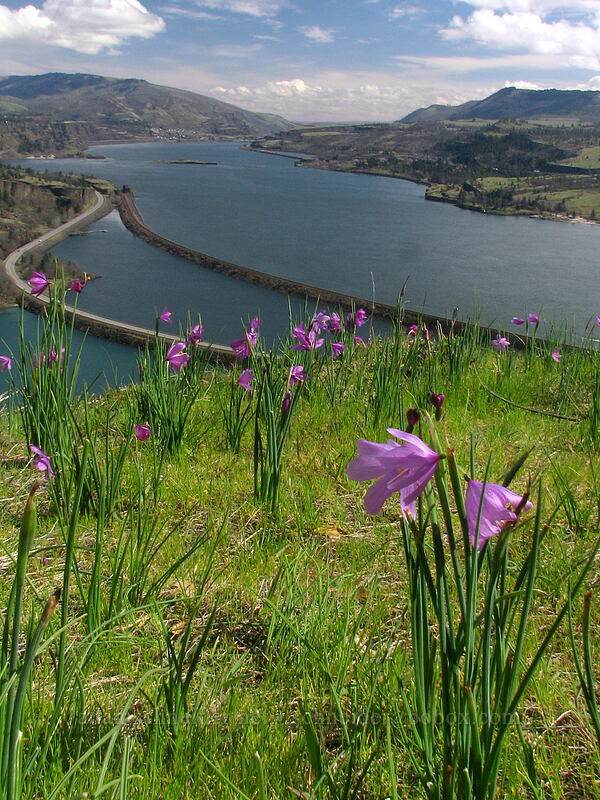 grass widows & Rowland Lake (Olsynium douglasii) [The Labyrinth, Gifford Pinchot National Forest, Klickitat County, Washington]