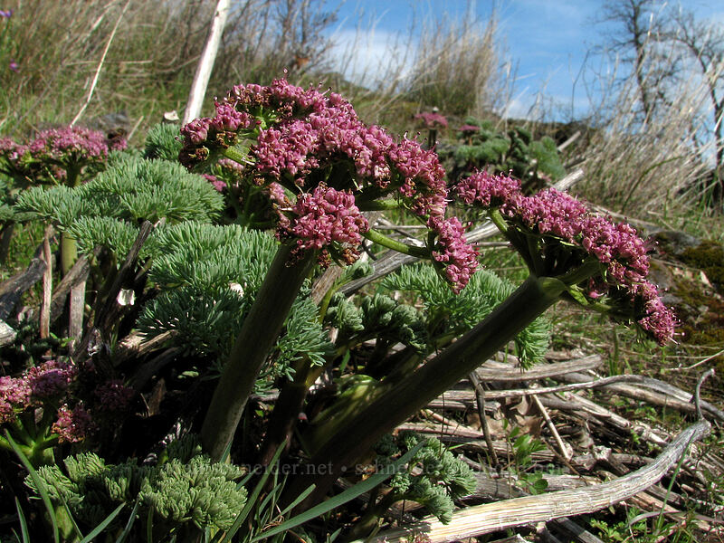 Columbia desert parsley (Lomatium columbianum) [The Labyrinth, Gifford Pinchot National Forest, Klickitat County, Washington]