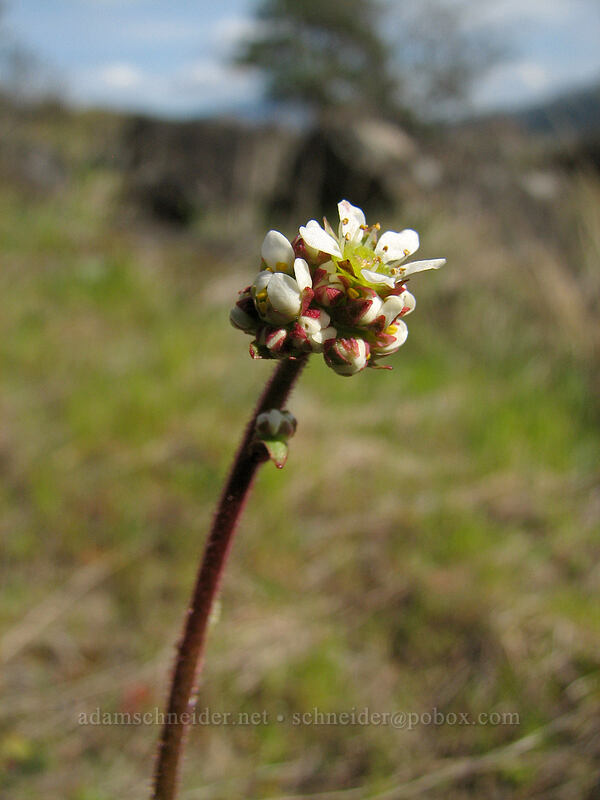 northwestern saxifrage (Saxifraga integrifolia) [The Labyrinth, Gifford Pinchot National Forest, Klickitat County, Washington]